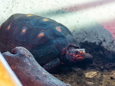 Kolenbranderschildpad - De Zonnegloed - Dierenpark - Dieren opvangcentrum - Sanctuary
